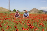 Oltu'da Gelincikler Doğayı Süsledi
