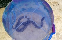 (ÖZEL) Köpeği Huysuzlanınca Fark Etti, 1,5 Metrelik Engerek Yılanını Plastik Kovayla Yakaladı