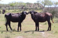 Samsun Manda Popülasyonunda Türkiye'de İlk Sırada