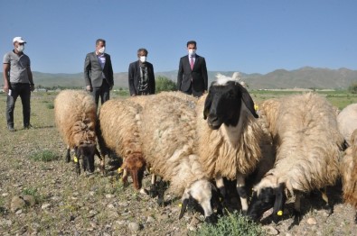 Tarım Ve Orman Bakanı Pakdemirli'nin Talimatıyla Sarı Kızın Sahibi Mehmet Amcaya 20 Koyun
