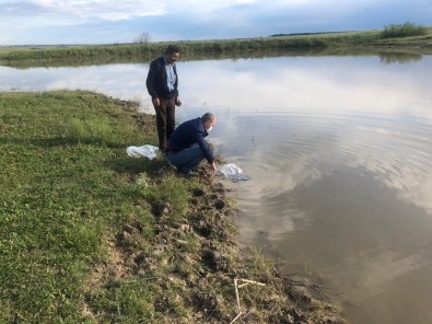 Tekirdağ'da 95 Bin Adet Yavru Sazan Barajlara Bırakıldı