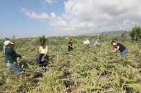 Üretici Kadınlar Enginar Hasadı Yaptı