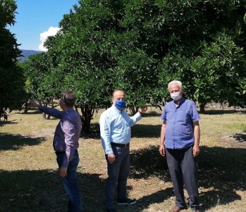 AK Partili Yavuz, 'Portakal Üreticilerimizin Yanındayız'