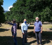 AK Partili Yavuz, 'Portakal Üreticilerimizin Yanındayız' Haberi