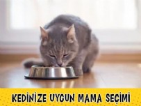 OMEGA - Kedinize Uygun Kedi Maması Nasıl Seçilir? (Yaş ve Cinse göre öneriler)