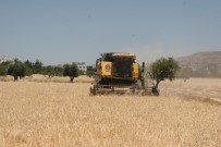 Kilis'te Hububat Hasadı Başladı