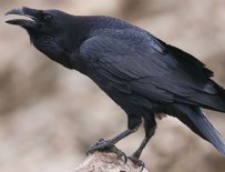 YUNUS EMRE - O ilimizde karga dehşeti!