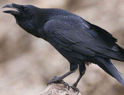 O ilimizde karga dehşeti!