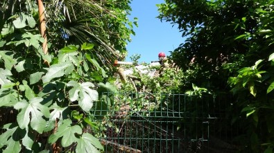 (Özel) Beykoz'da Yarım Asırlık Dut Ağacı Binanın Üzerine Devrildi