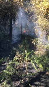 Sancaktepe'de Orman Yangını