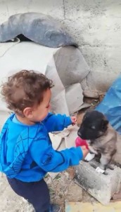1 Buçuk Yaşındaki Çocuk İle Yavru Köpeğin Dostluğu Yürekleri Isıttı