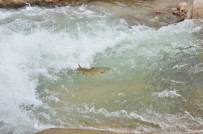 Göç Yolunda Akıntıya Karşı Yüzen Balıklar, Şelaleyi Sıçrayarak Aşıyor