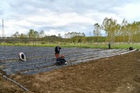 Isparta'nın Aksu İlçesinde Çilek Üretim Hamlesi