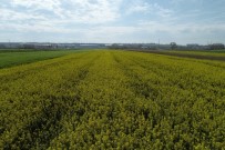 (Özel) Kanola Tarlalarında Ekim Yüzde 50 Azaldı