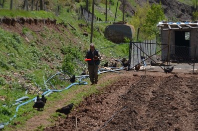 SYDV'den Aldığı 2 Bin Lira İle Tavuk Aldı, Organik Yumurta Satarak Ailesini Geçindirmeye Başladı