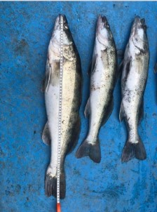 Balıkla Fotoğraf Çektiren Olta Avcısı Ve Tekne Sahibine 15 Bin Lira Ceza