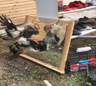 Horoz Aynada Kendini Görürse