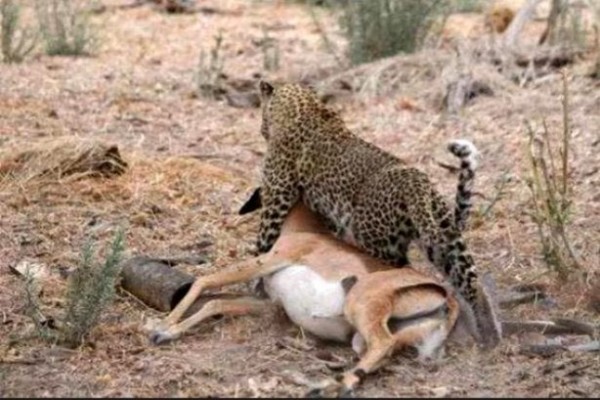 Yakaladığı avın hamile olduğunu anlayan çıtadan inanılmaz tepki!