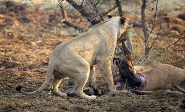 Yakaladığı avın hamile olduğunu anlayan çıtadan inanılmaz tepki!