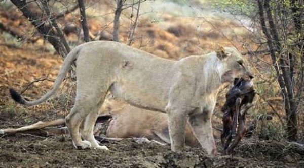 Yakaladığı avın hamile olduğunu anlayan çıtadan inanılmaz tepki!