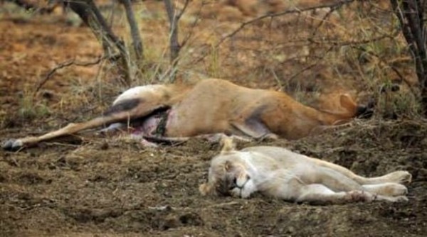 Yakaladığı avın hamile olduğunu anlayan çıtadan inanılmaz tepki!