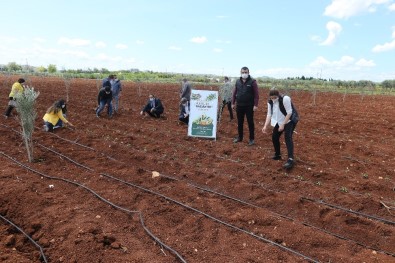 Çiftçilere Sağlanan Fideler Toprakla Buluştu