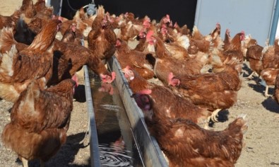 En Fazla Kümes Hayvanı Manisa'da