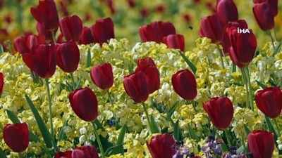 İngiltere'de Son 24 Saatte Korona Virüsten 539 Kişi Öldü