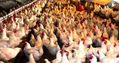 Kütahya'da 1 Milyon 527 Bin 796 Kümes Hayvanı Bulunuyor