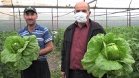 Marul Ve Salatalık Çiftçinin Yüzünü Güldürdü Haberi