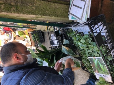 Sakarya'da Fideye Talep Arttı