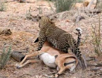 Yakaladığı avın hamile olduğunu anlayan çıtadan inanılmaz tepki!