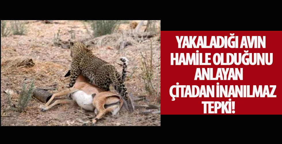 Yakaladığı avın hamile olduğunu anlayan çıtadan inanılmaz tepki!