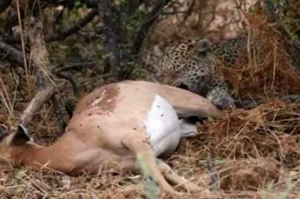 Yakaladığı avın hamile olduğunu anlayan çıtadan inanılmaz tepki!