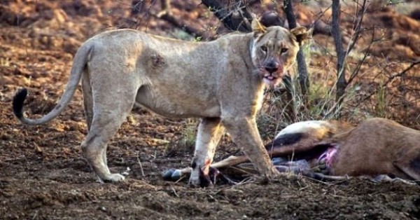 Yakaladığı avın hamile olduğunu anlayan çıtadan inanılmaz tepki!