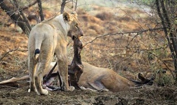 Yakaladığı avın hamile olduğunu anlayan çıtadan inanılmaz tepki!