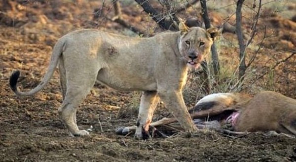 Yakaladığı avın hamile olduğunu anlayan çıtadan inanılmaz tepki!