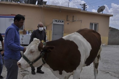 'Biz Bize Yeteriz' Kampanyasına İneğini Bağışladı