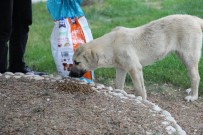 Erzincan'da Sokak Hayvanlarına Mama Desteği