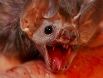 ULUSLARARASI - Korona böyle ortaya çıktı!