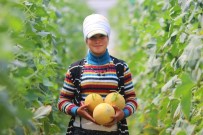 Adana'da Kavun Hasadı Başladı