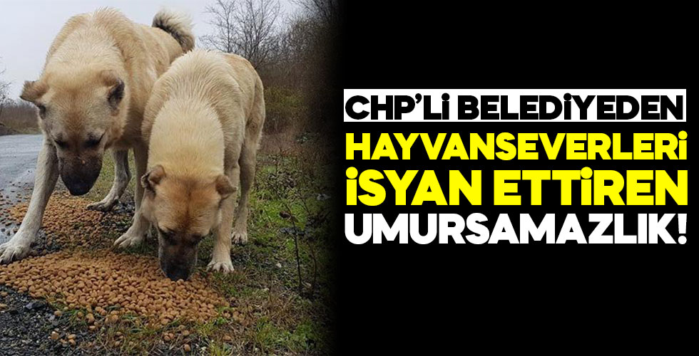 CHP'li Belediye mama ihalesini iptal etti!