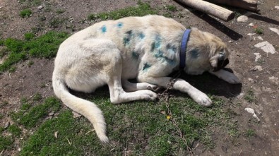 Kastamonu'da Bir Köpek, Av Tüfeğiyle Vurulmuş Halde Bulundu