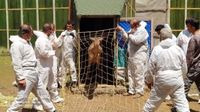 Manavgat'ta Ve Köyceğiz'de Doğaya Salınacak 23 Alageyik Adaptasyon Sürecine Alındı