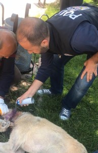 Mardin'de Boynuna Kablo Dolanan Köpeği Polis Kurtardı