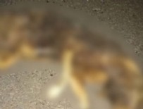 İL EMNİYET MÜDÜRLÜĞÜ - Büyük tepki çekmişti... O cani yakalandı!