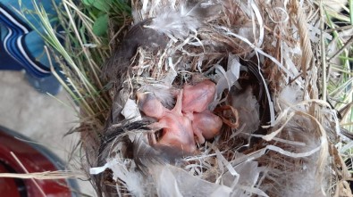 Tampona Yuva Yapan Kuşlardan Dolayı 15 Gündür Otomobiline Binemiyor