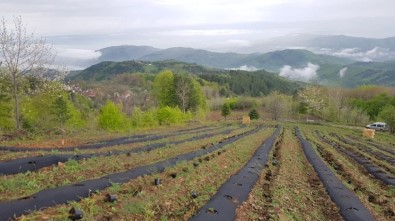 Yaban Mersinleri Bursa'da Filizleniyor