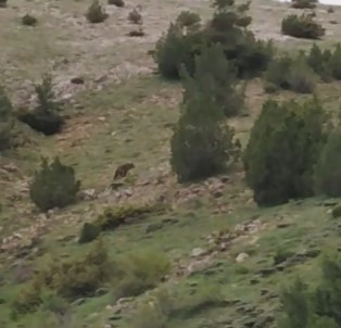 Anne Ayı 5 Yavrusu İle Görüntülendi