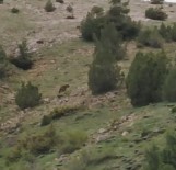 Anne Ayı 5 Yavrusu İle Görüntülendi